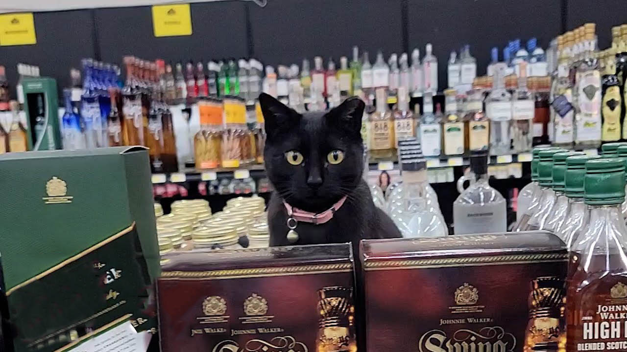Rescue cat works at a Liquor Store