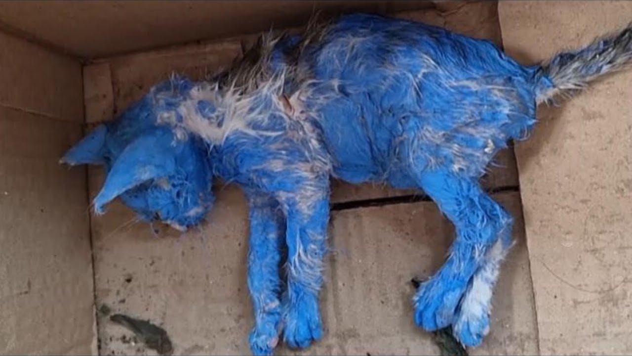 Someone painted this kitten blue and left her crying outside in the rain
