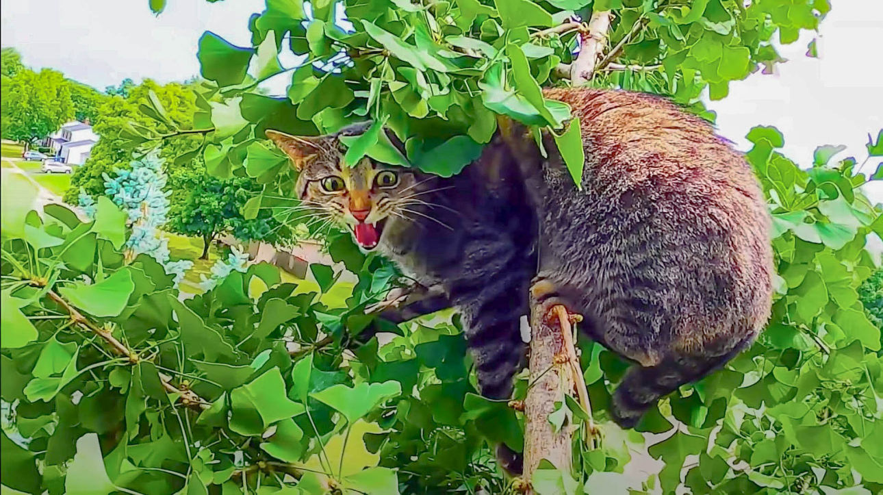 This guy is a hero and he saved hundreds of cats that were stuck in trees