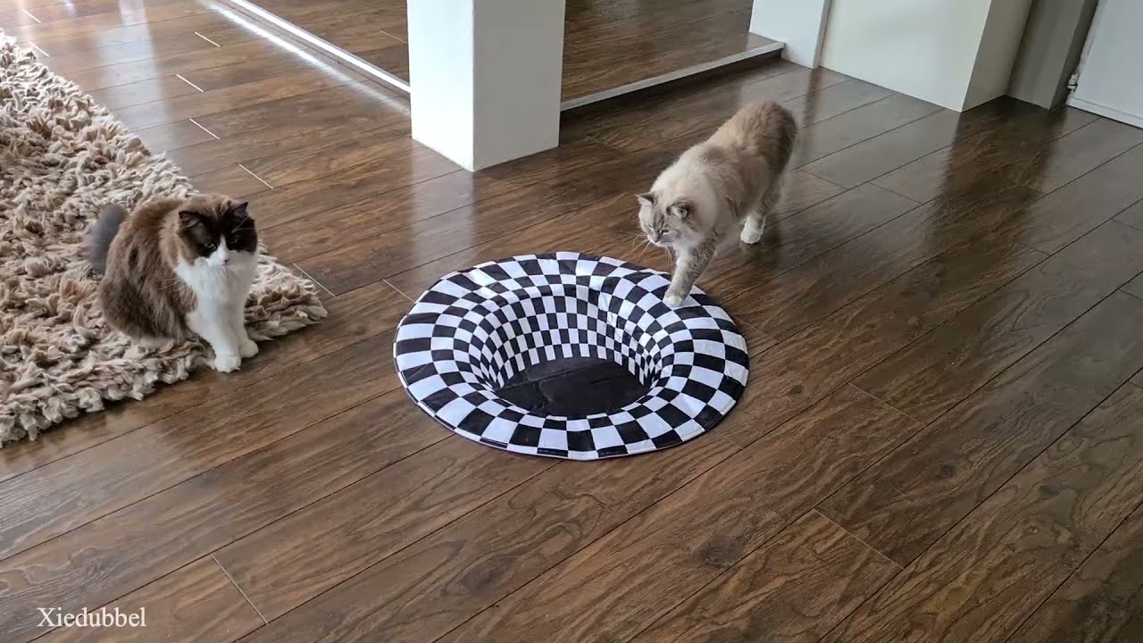 Cats react to optical illusion (Indoor Sinkhole)