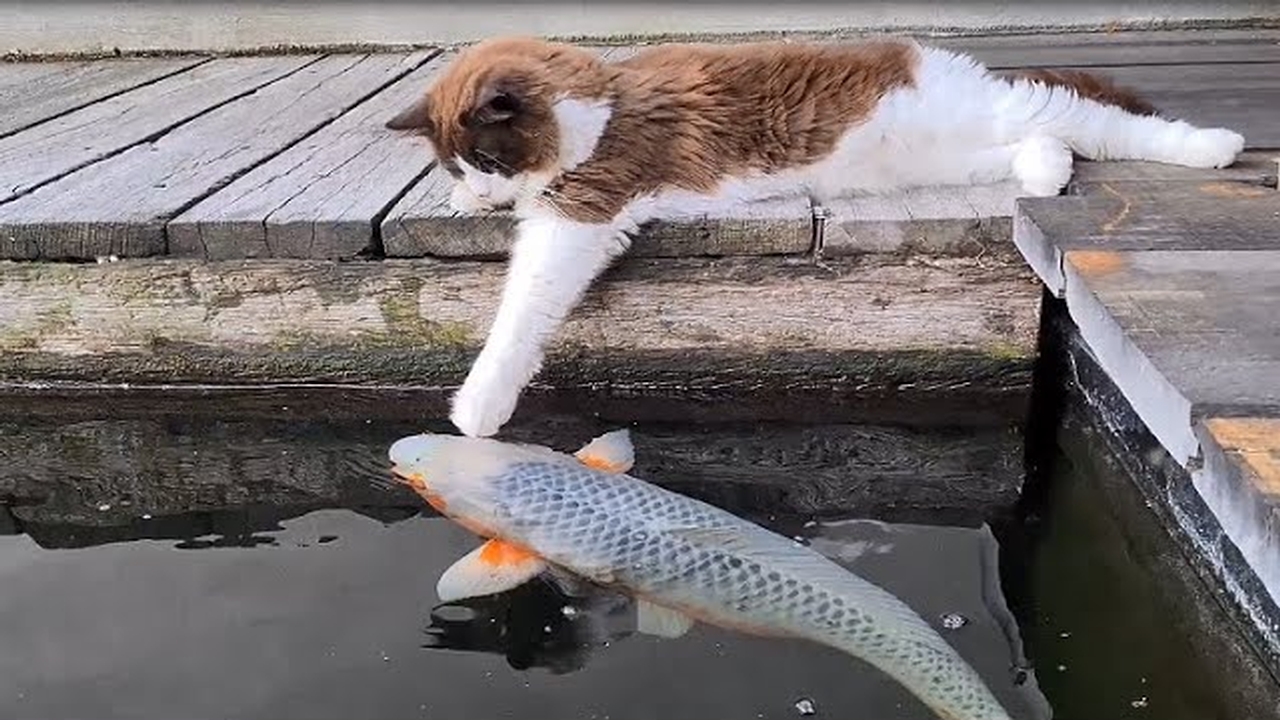 This cat loves to kiss and touch fish at the koi pond