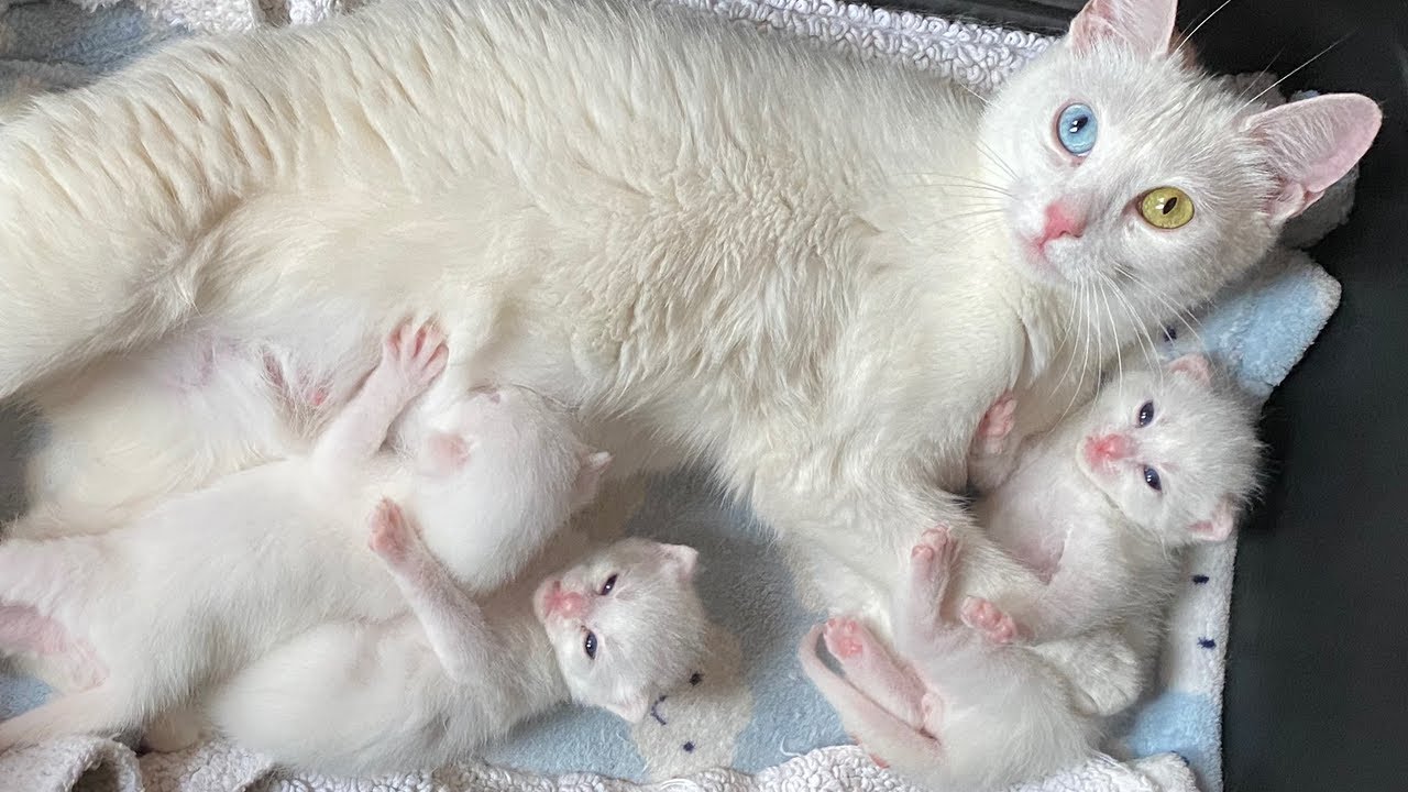 Rescuing a family of cute, white kittens