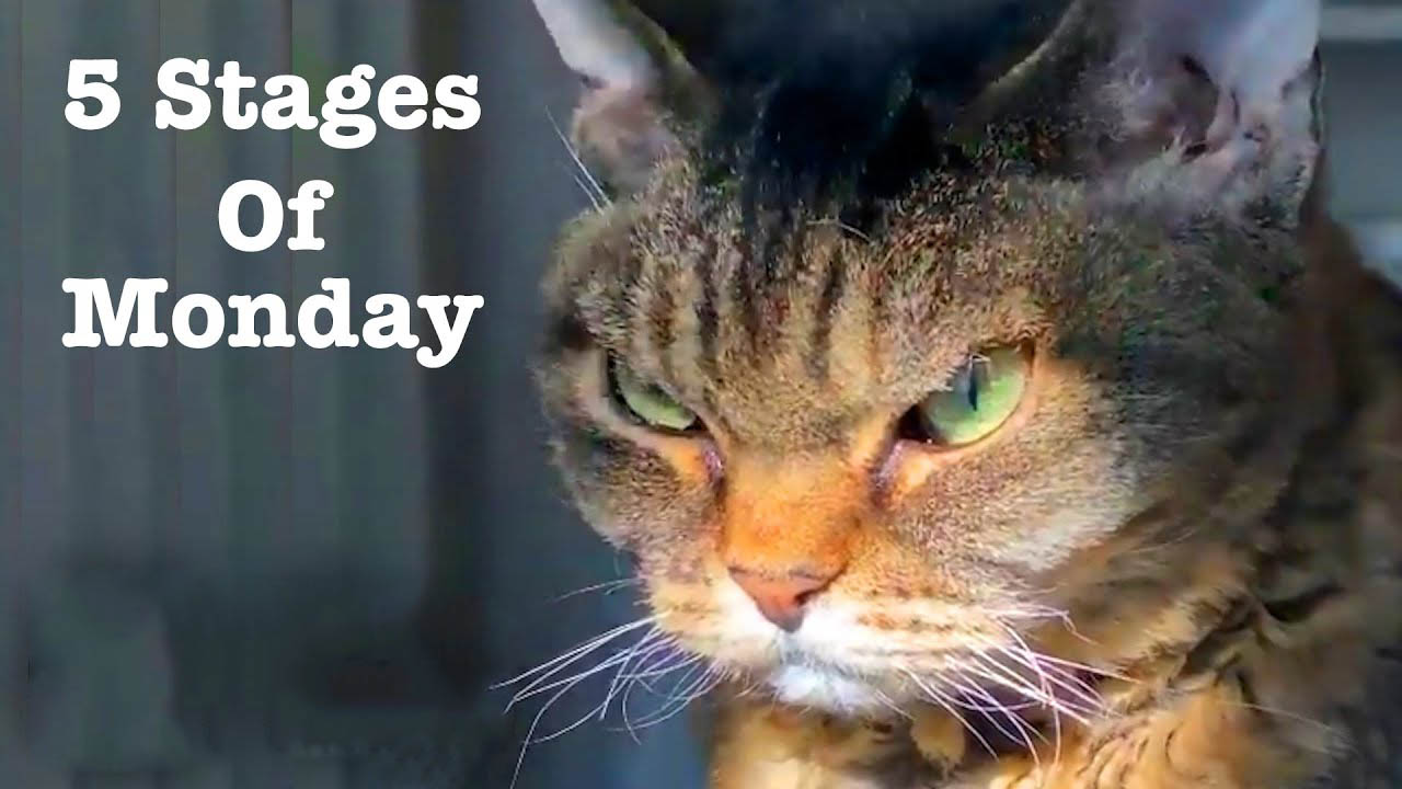 Grumpy cat presents you the 5 stages of Monday