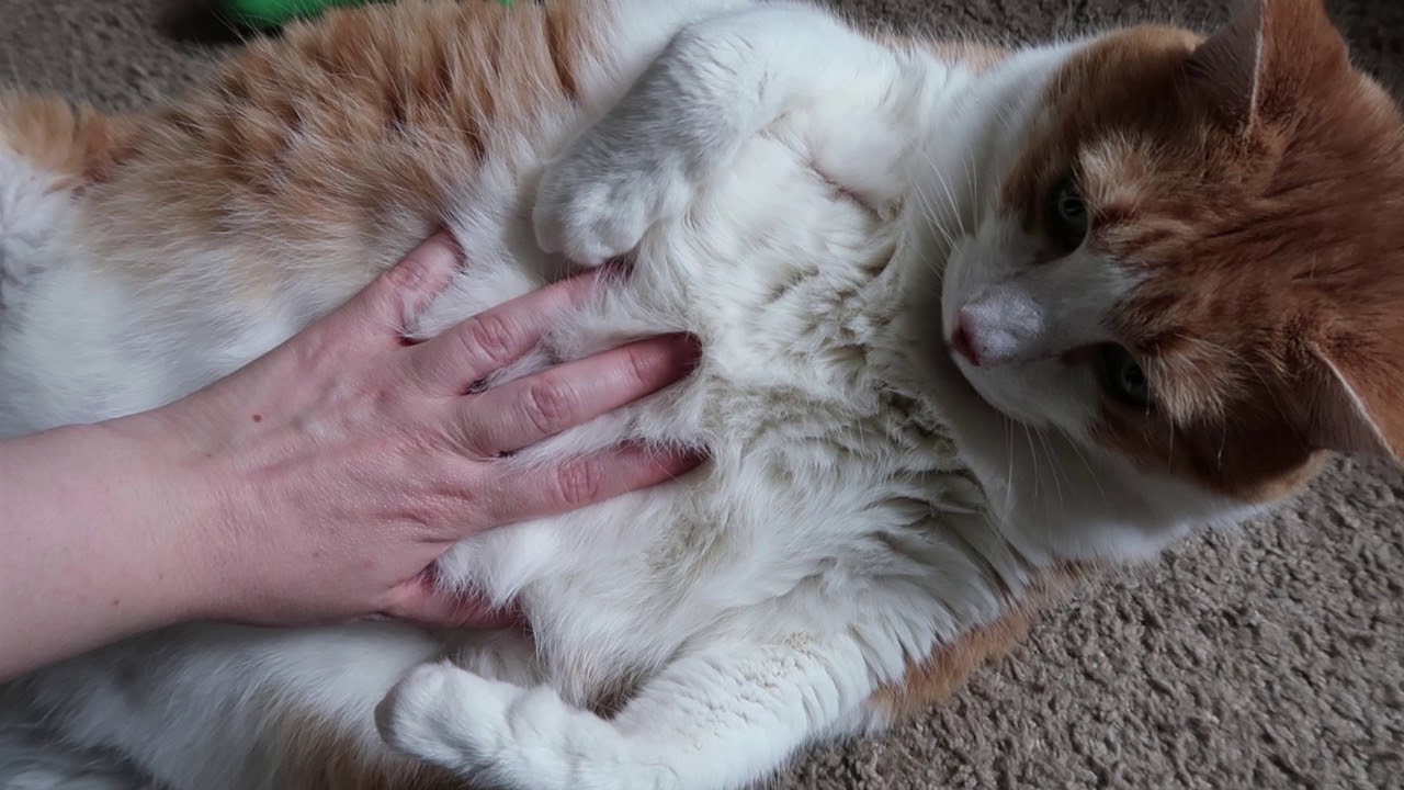Is the cat's belly a trap?