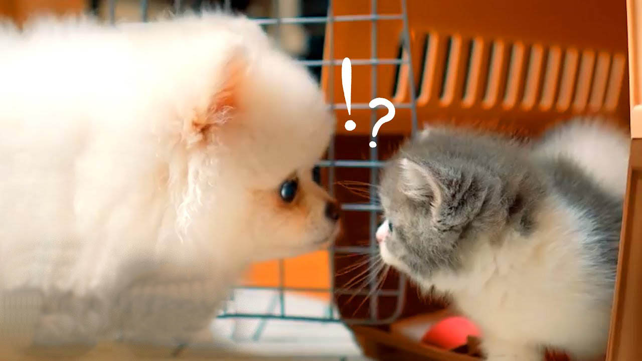 Fluffy kitten and marshmallow dog become play buddies