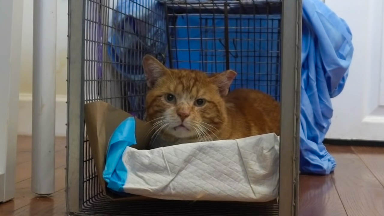 Shy stray ginger cat learns to trust again.