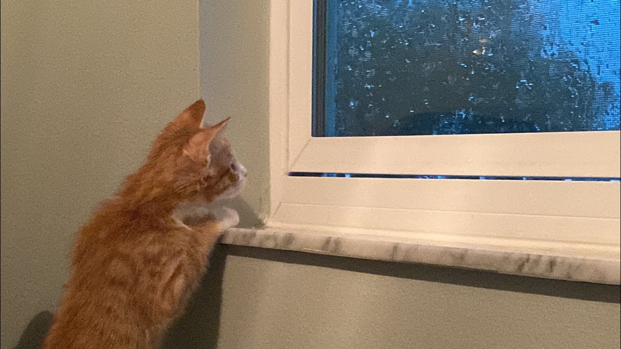 Cute kittens witnessing their first thunderstorm