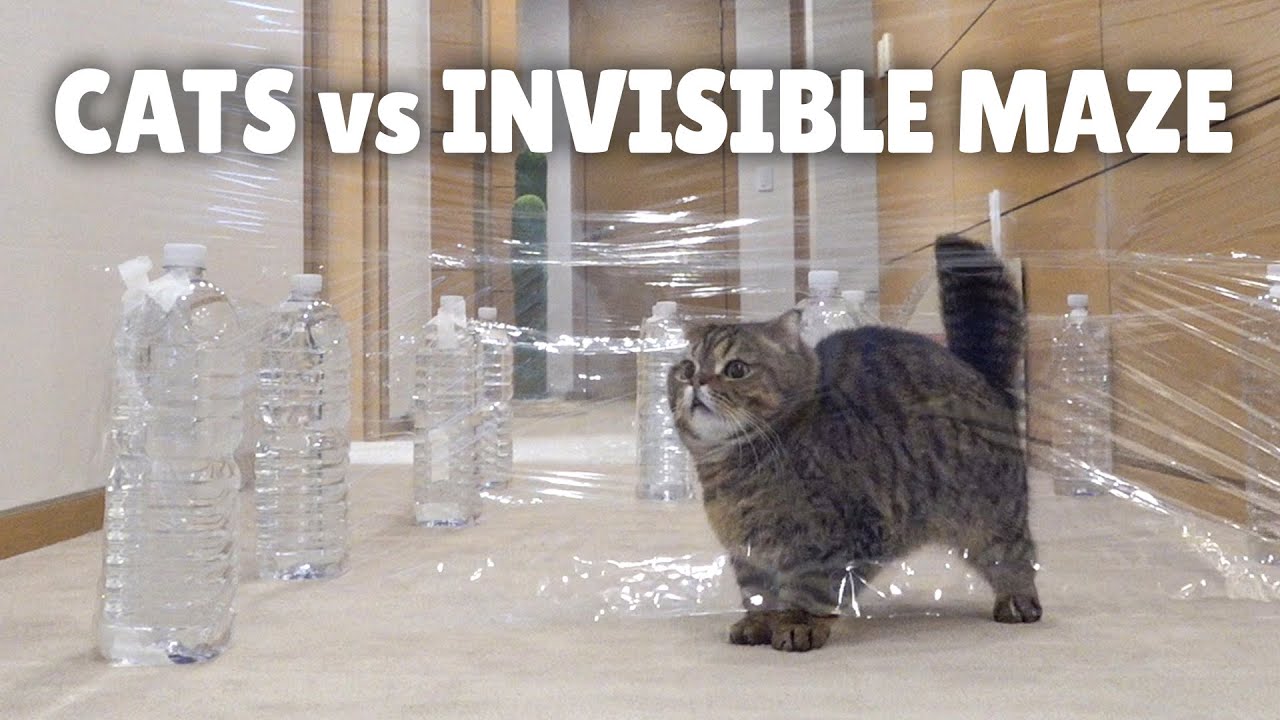 Cats take on The invisible Maze