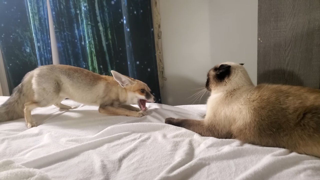 Sand fox wants to be friends with a Siamese cat