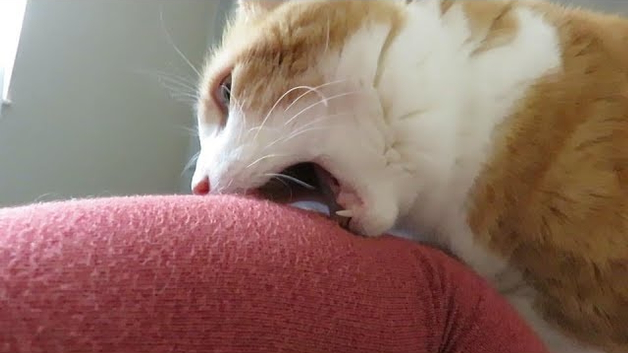 Cat is VERY determined to wake human up