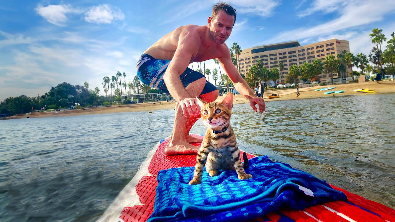 This cat loves adventure and especially surfing with his dad