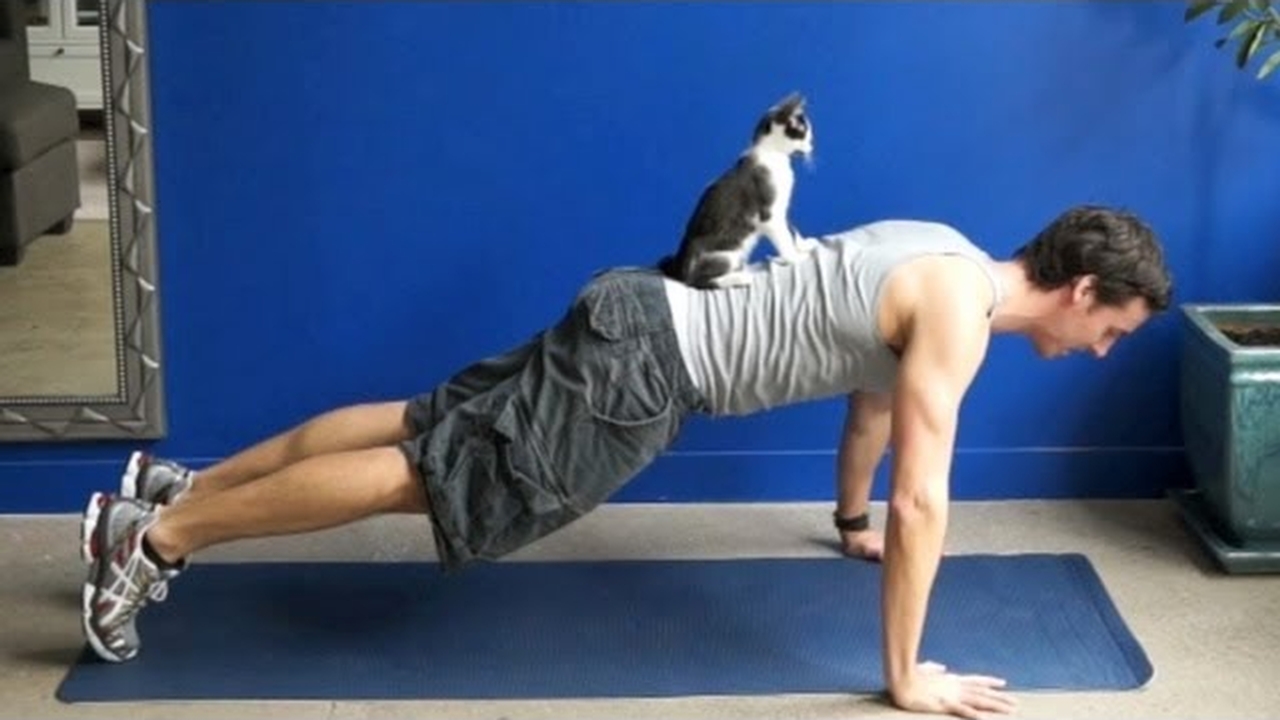 Cat-powered home gym