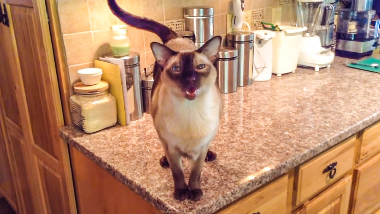 A conversation with a very talkative Siamese