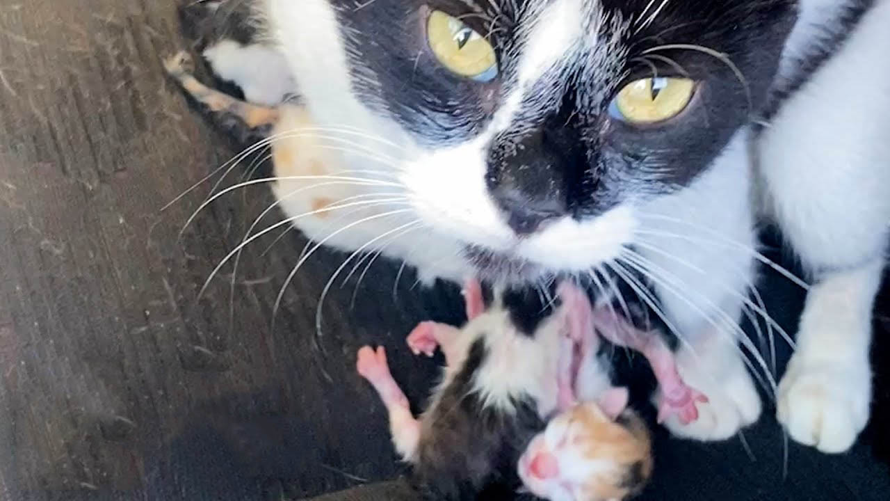 Woman finds stray cat giving birth in her Jeep