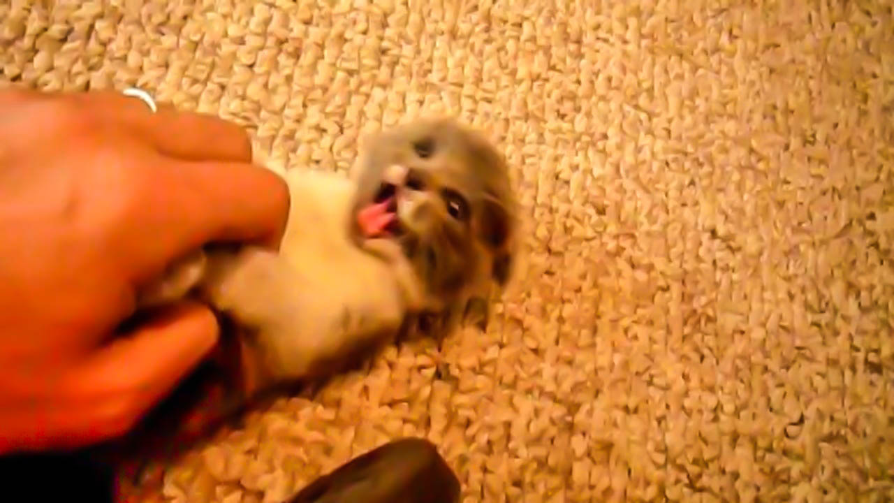 The most vicious kitten ever caught on camera.