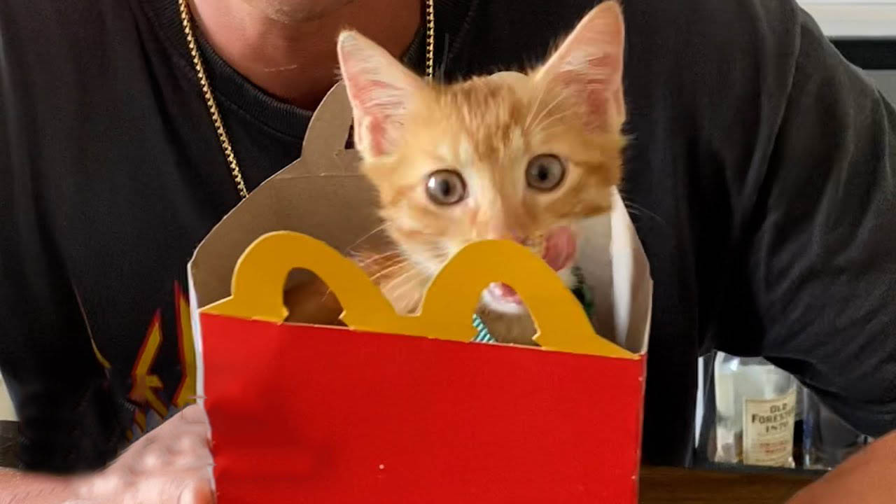 Band Adopts Kitten Found in McDonald's Parking Lot