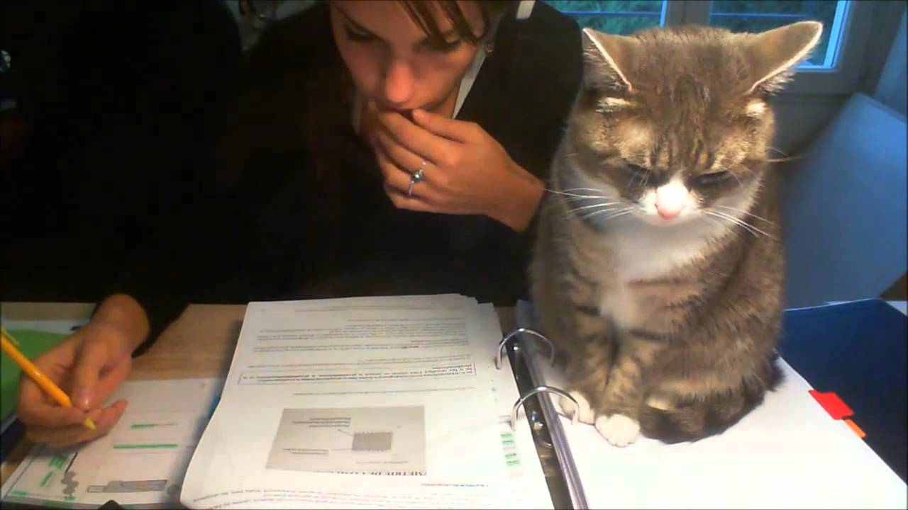 When you try to study with a cat around