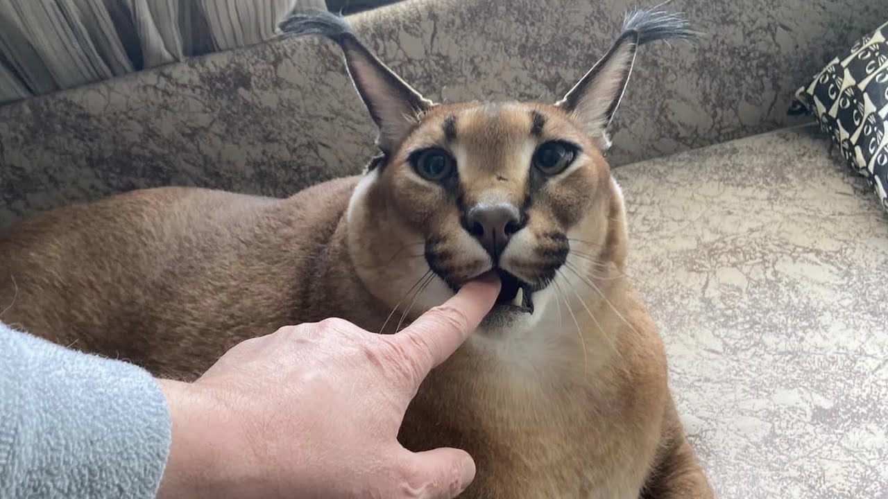 Caracal cat hissing, purring and making biscuits