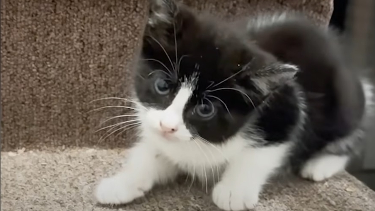Woman finds a stray kitten on the stairs when coming back home