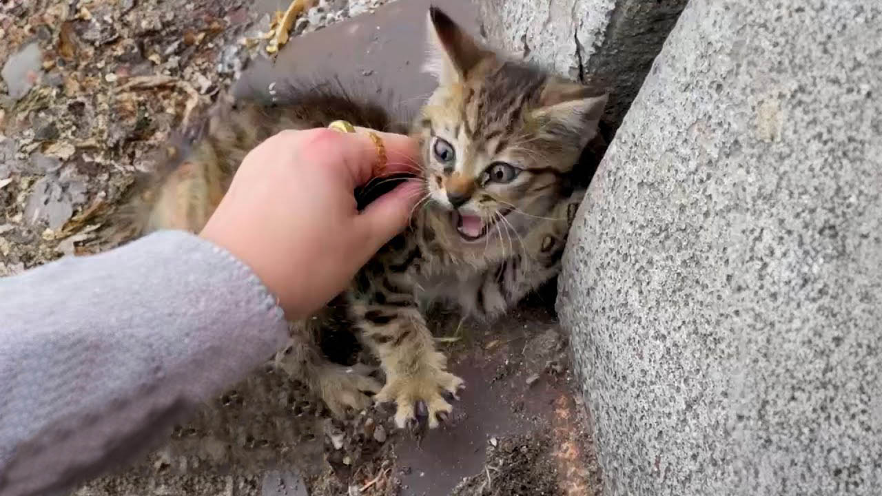 Brave woman risks her life to save an abandoned kitten from a busy highway