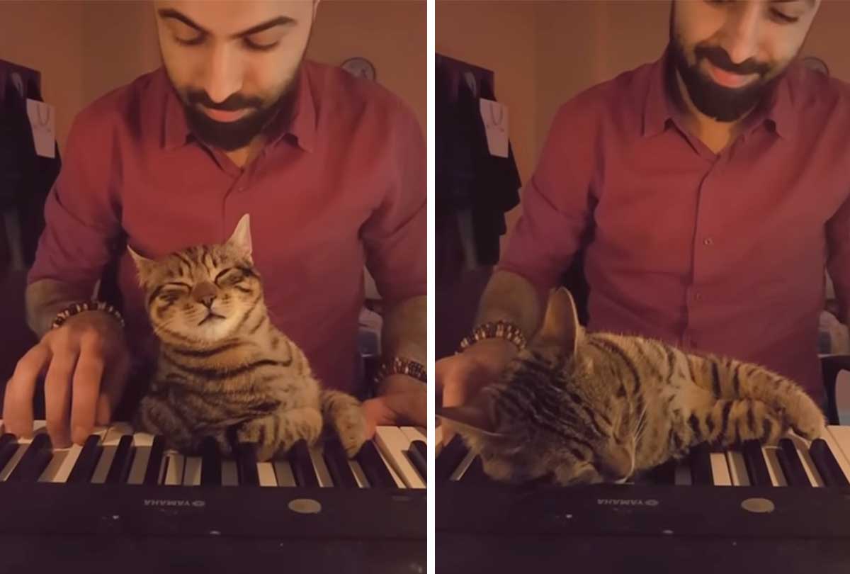 Kitty falling asleep while listening to dad playing piano.