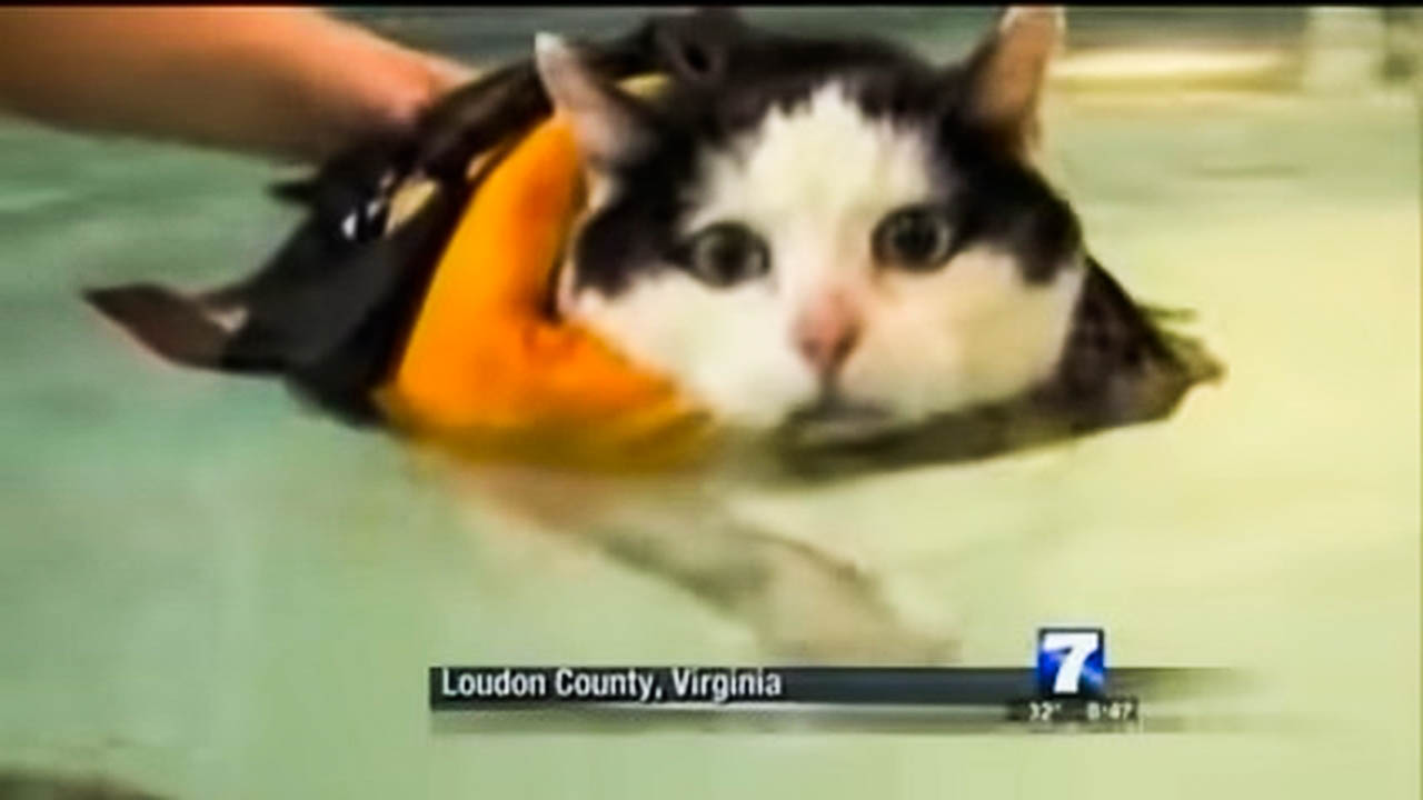 News Anchor Can't Stop Laughing at Swimming Cat