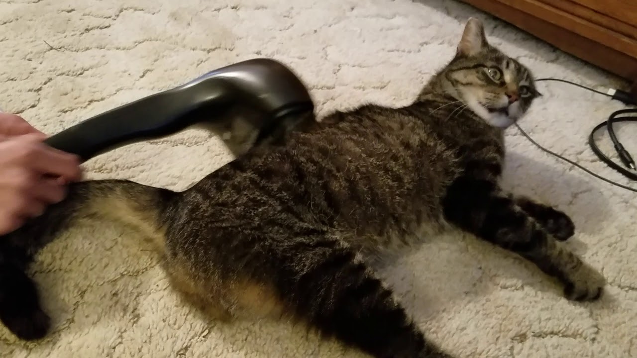Cat's reaction to a massager