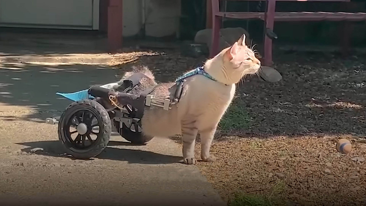 Disabled cat loves outdoor racing in his wheelchair