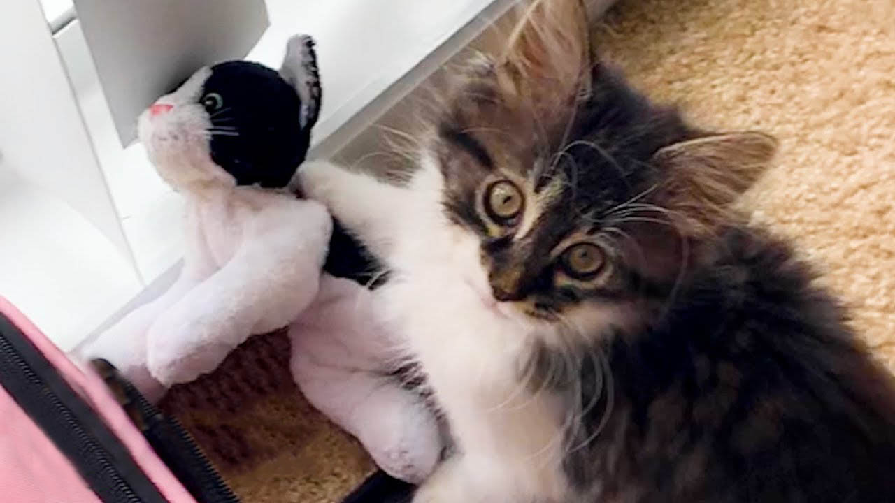 Cat gets his stuffed kitten toy replaced with a real cat