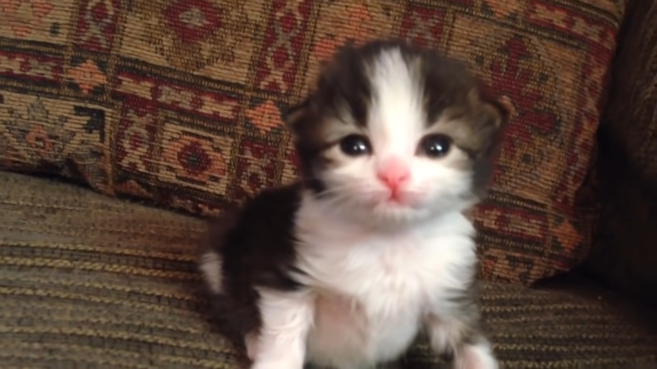 Tiny two-week-old kitten releasing some BIG roars