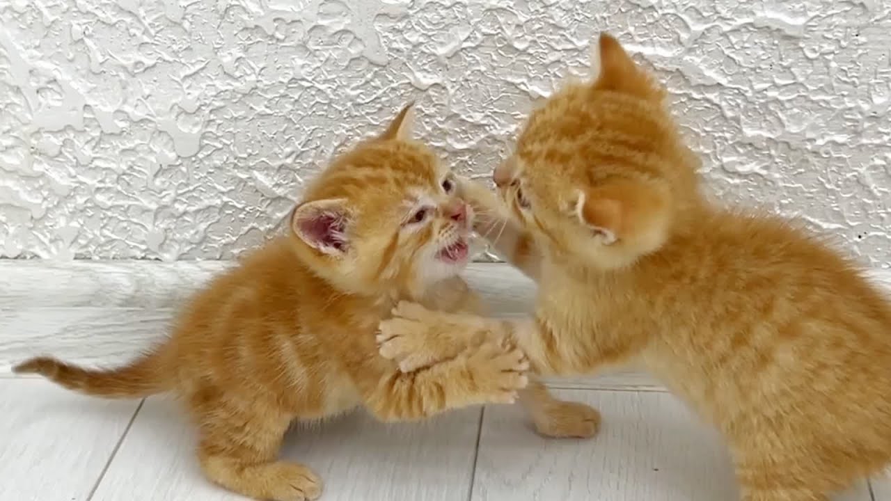 Adorable kitten wrestling