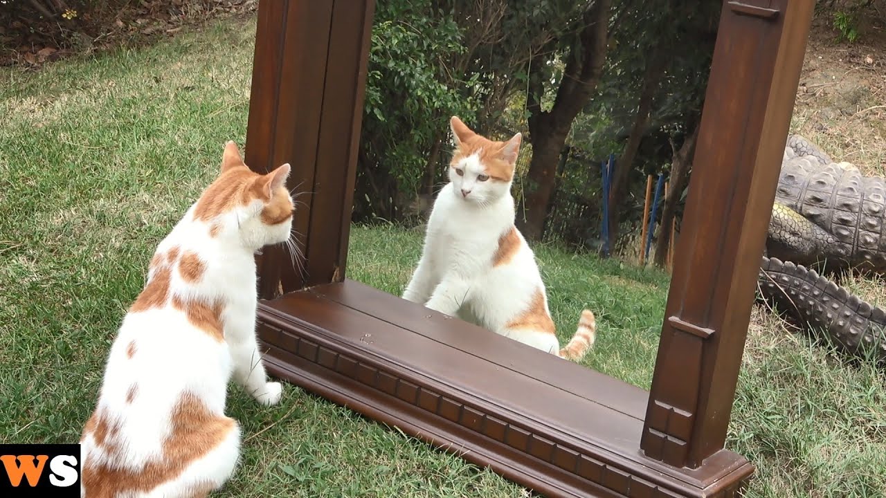 Outdoor cats see themselves in the mirror for the first time