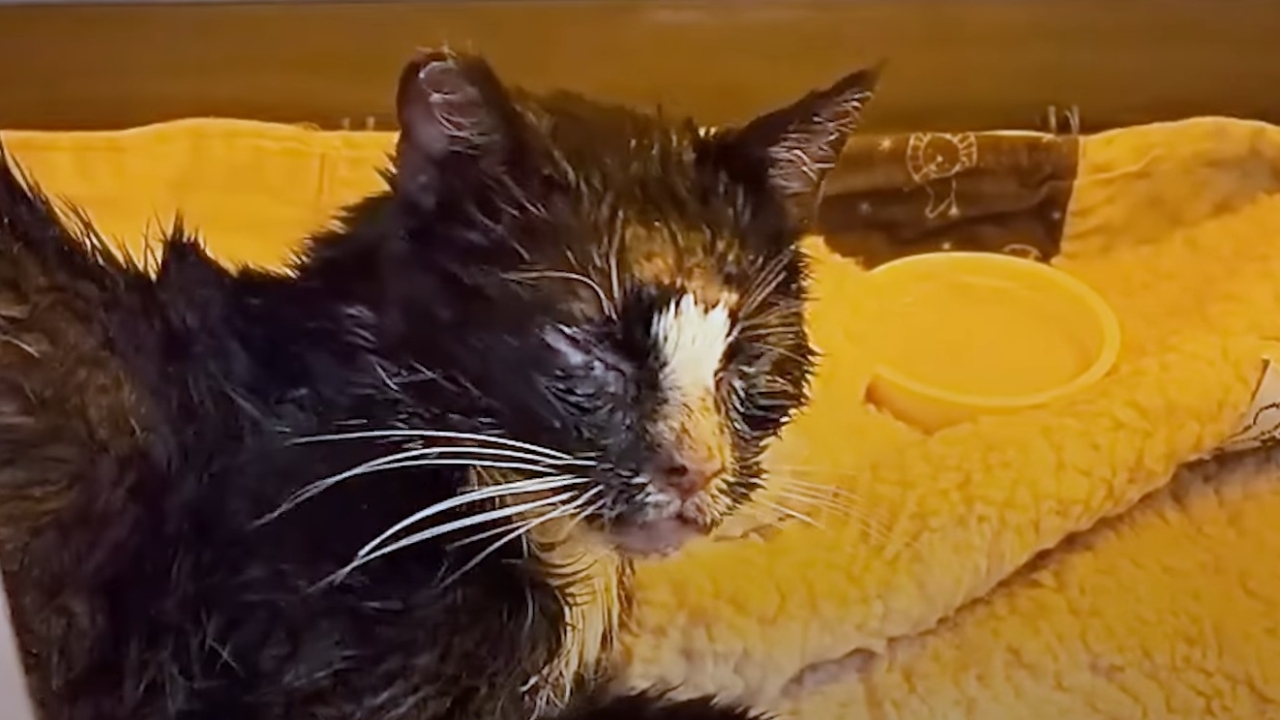 Abused cat has an amazing transformation after being rescued