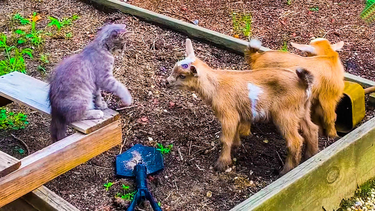 Stray Kitten Finds Forever Friends: The Tale of GG and the Twin Goats