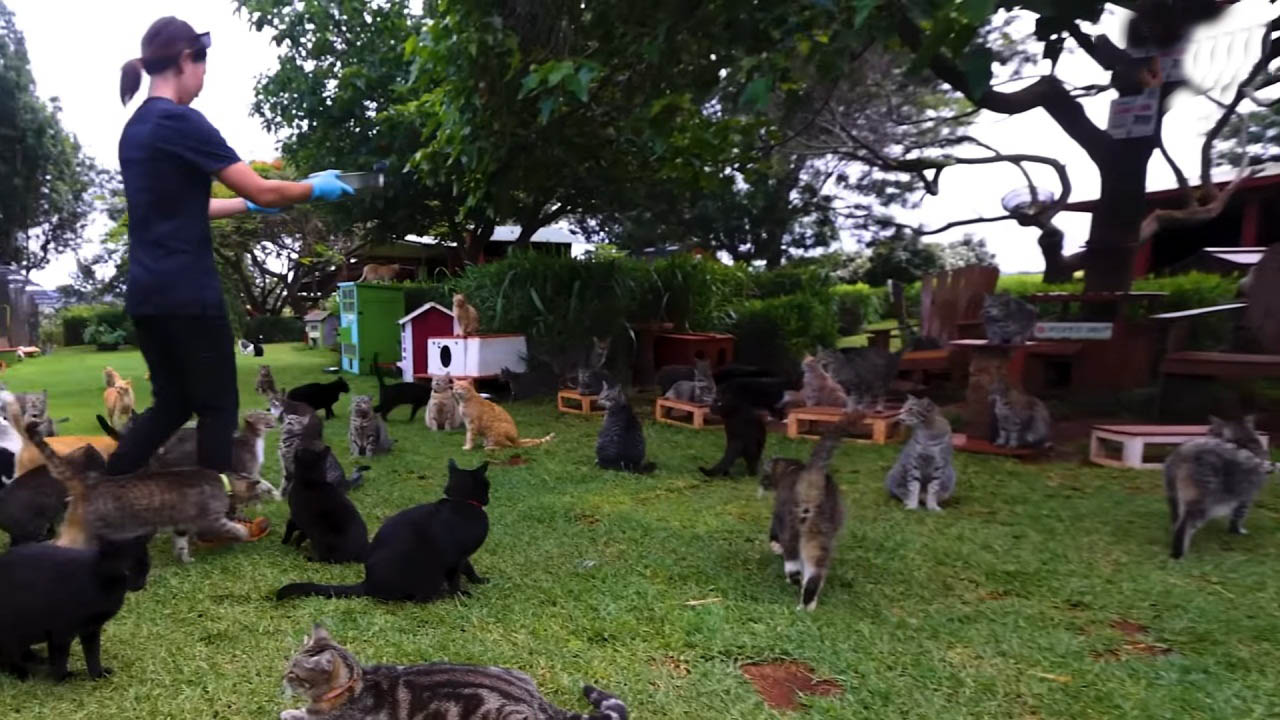 The amazing cat sanctuary from Hawaii
