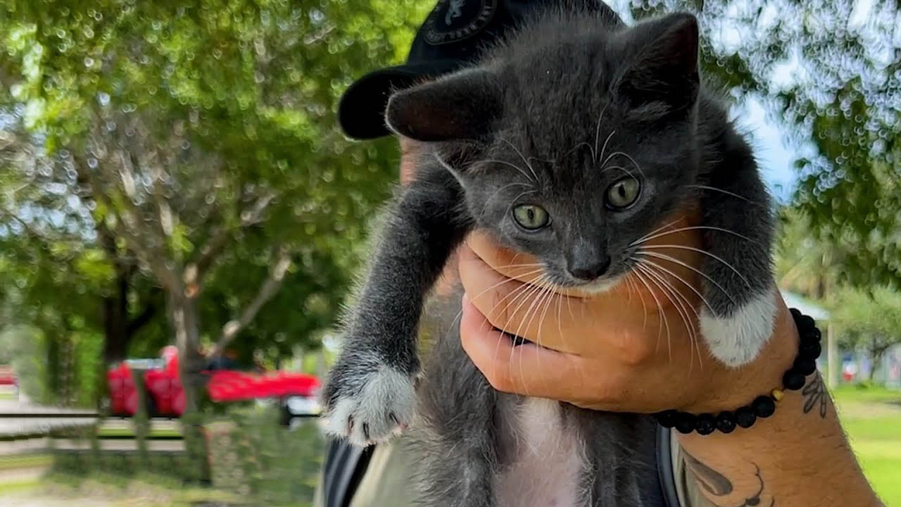 Couple finds stray kitten at a park and can't resist taking him home