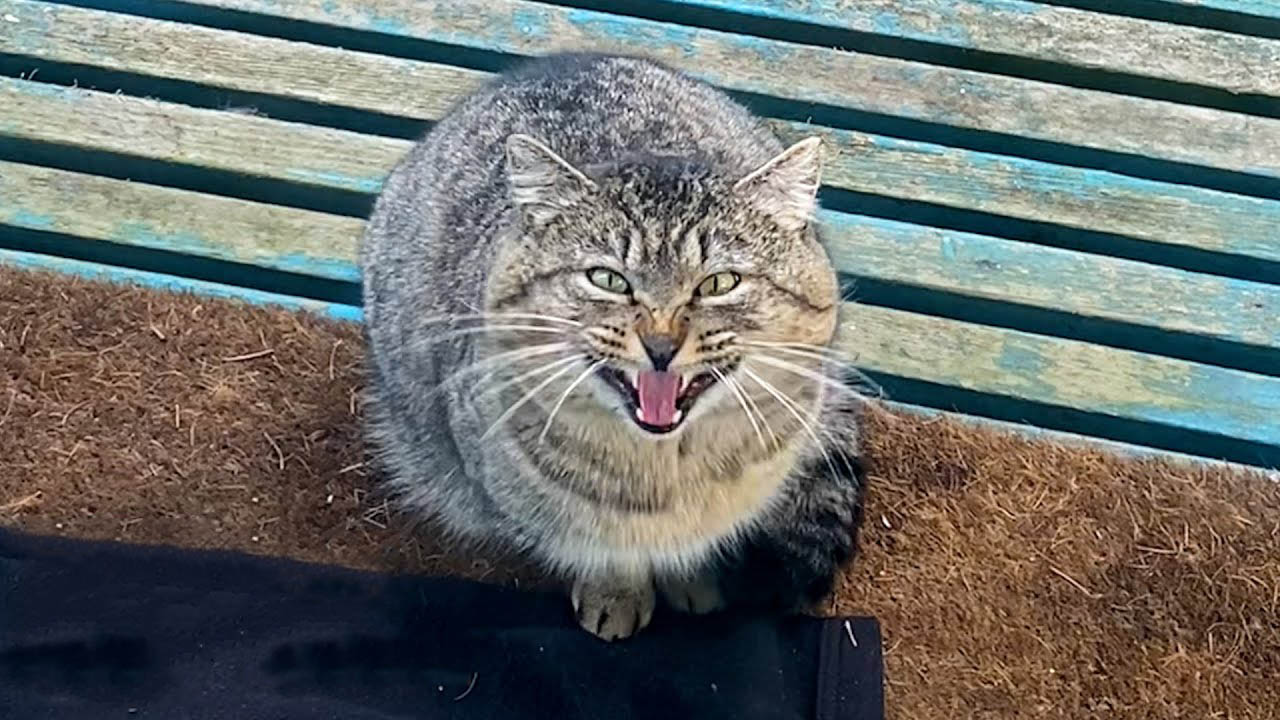Kind woman spends a year patiently trying to socialize this feral cat