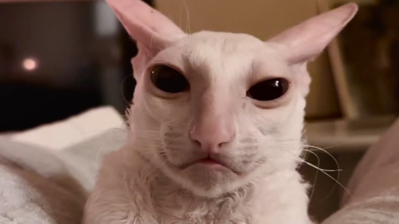 Meow meets E.T.: A Purrfectly Alien Offspring