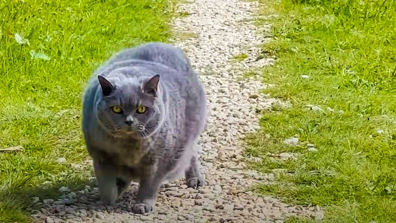 Senior chonky cat gets to exercise outdoors for the first time