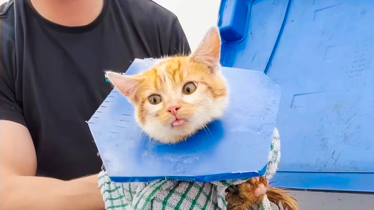 Rescuing a kitten that got its head stuck in a hole in a dumpster