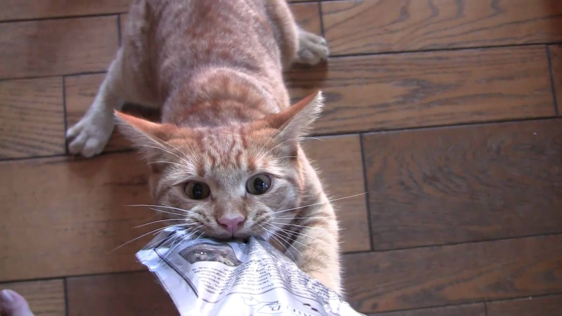 Cat Turns Into a Treat Monster