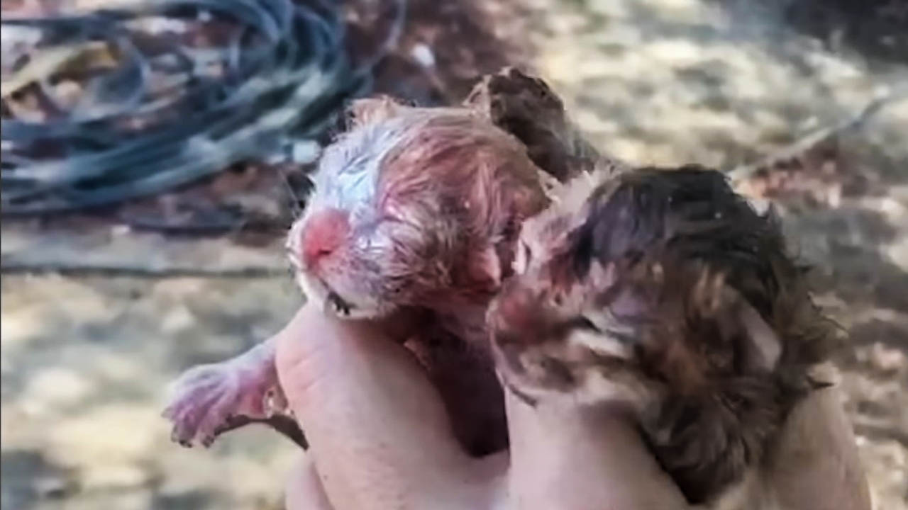 These two new-born kittens were rescued from the side of the road