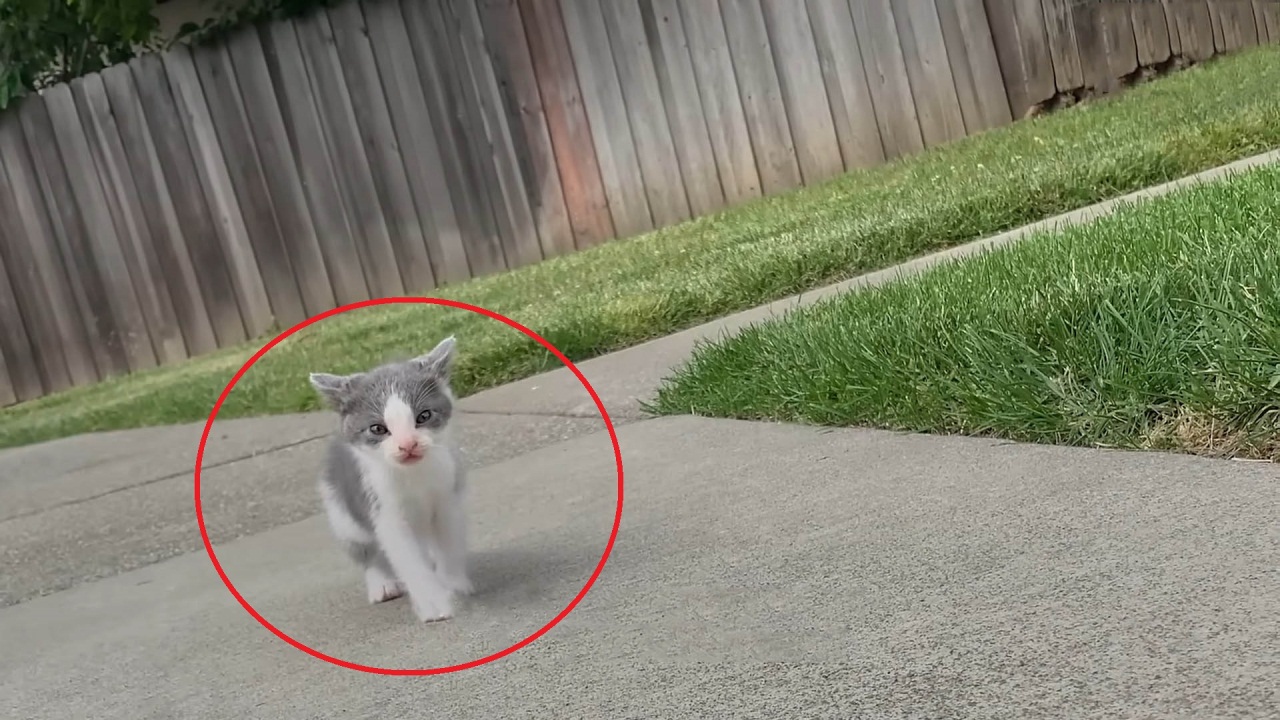 Stray kitten wants to be wherever the guy who rescued him goes