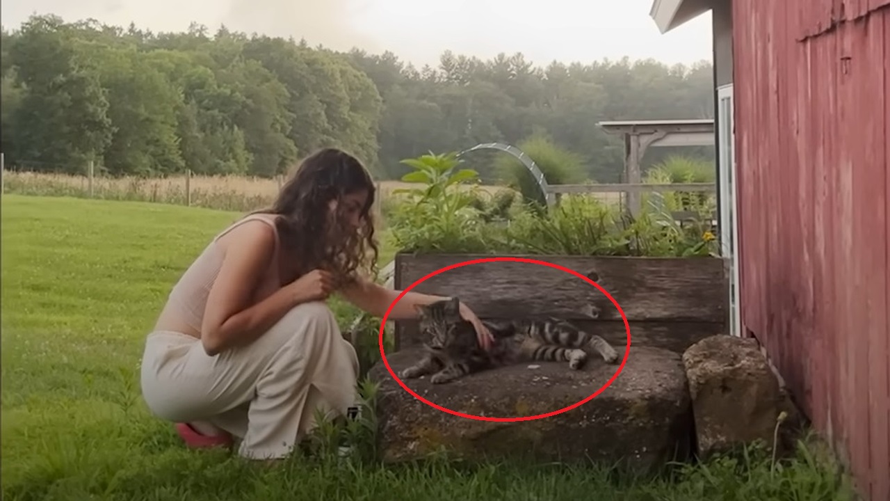 Couple discovers their new home comes with a surprise cat!