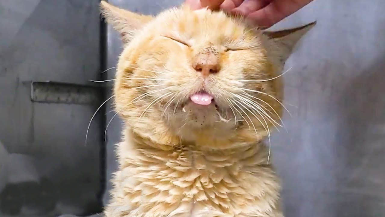 Shelter cat that was on the euthanasia list becomes a cute house lion