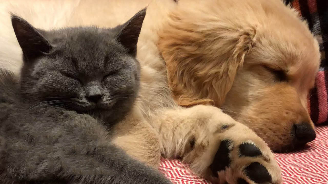 Cat and dog brothers are inseparable since the first day they met