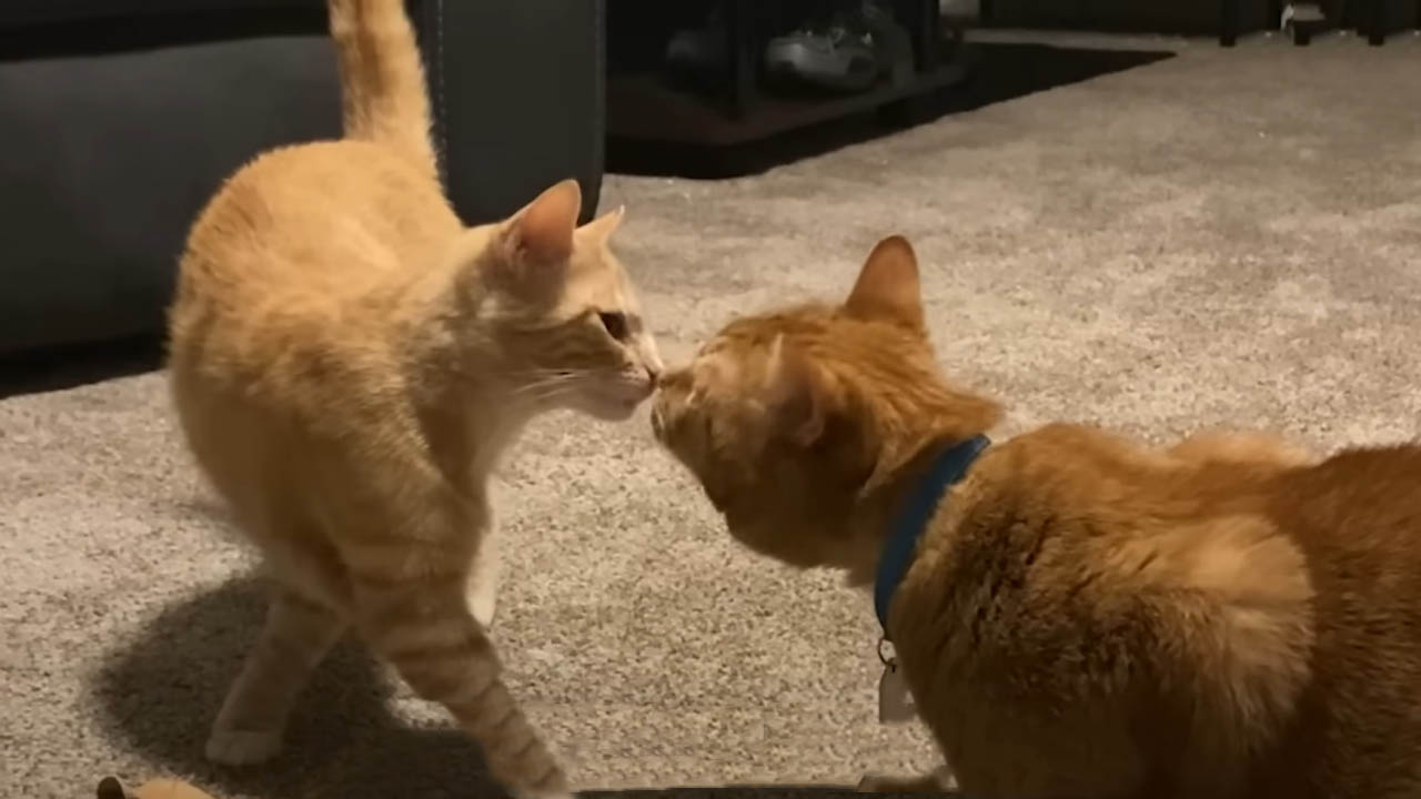 Woman rescues stray cat and brings her home, where her other cat instantly falls in love.