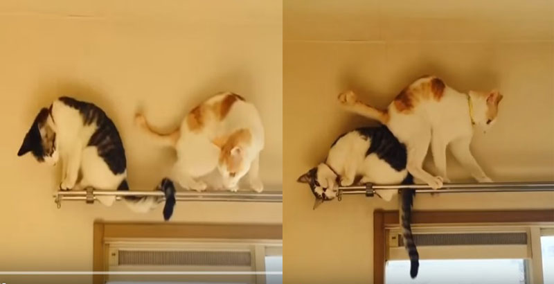 Cat Falls Off Curtain Rod