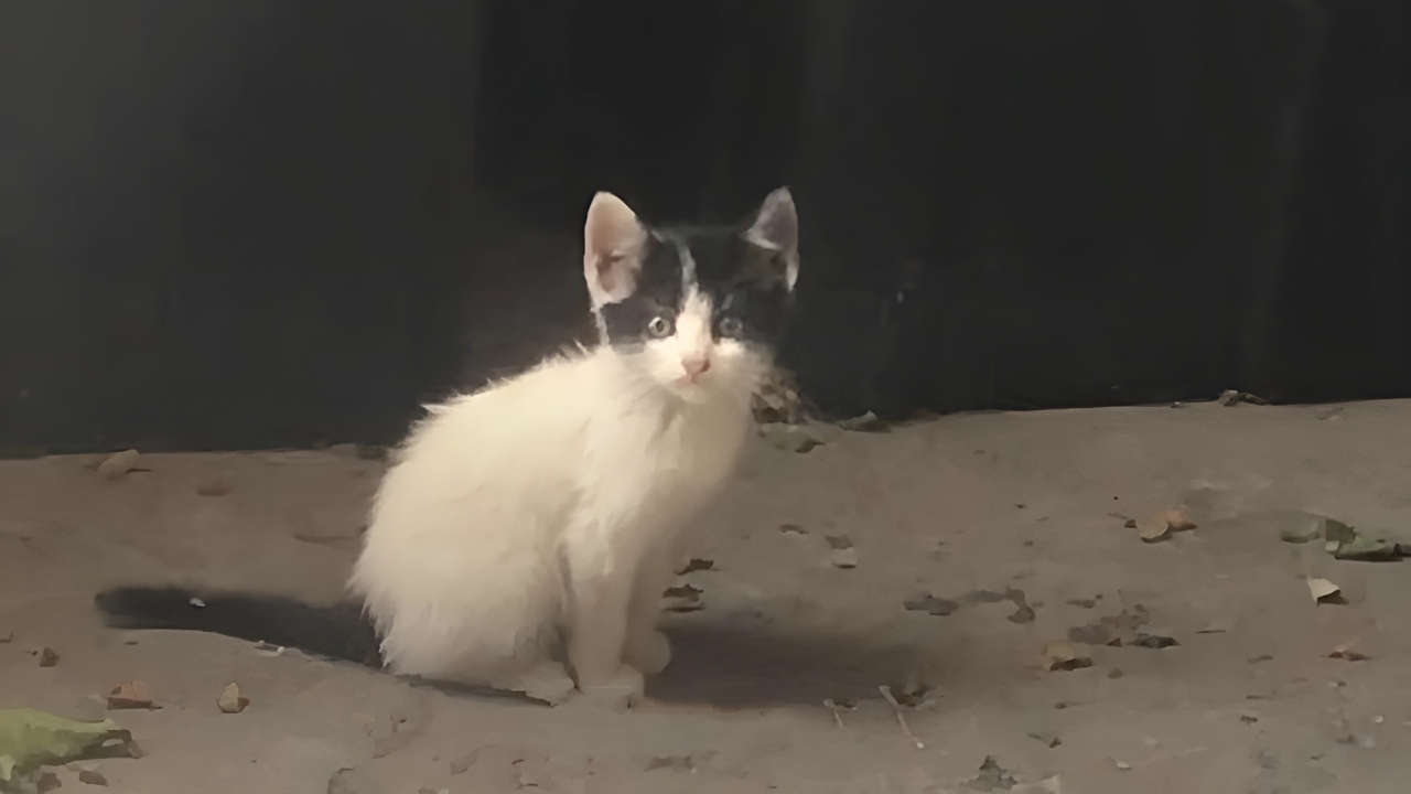 Small lost kitten asks woman for help