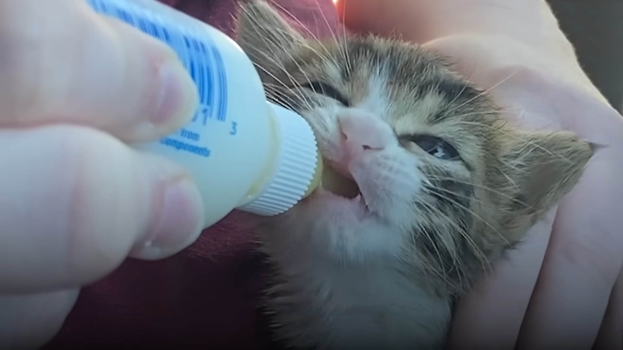 Couple rescues an abandoned kitten found in a Starbucks drive-thru